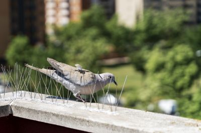 Bird Deterrents
