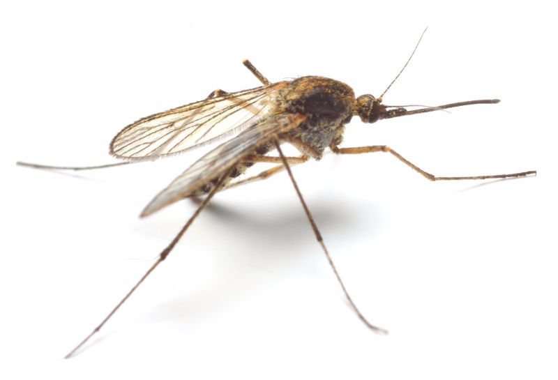 Fly And Mosquito Prevention Tips For Properties