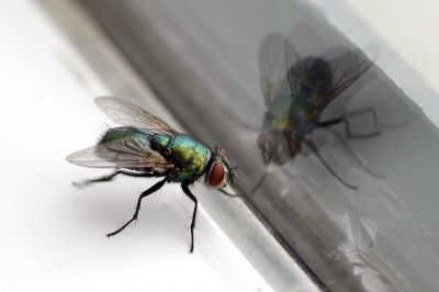 How Flies Impact Customer Experience