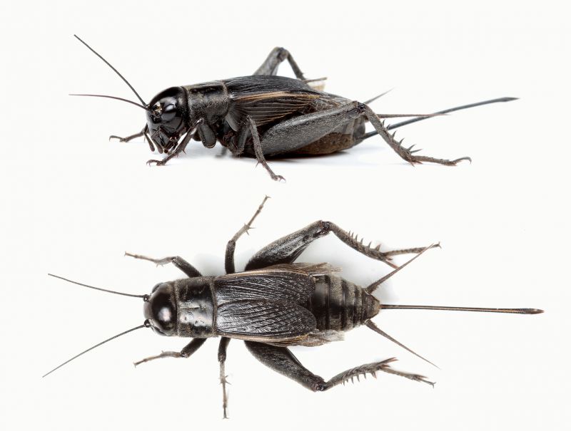 How Professional Cricket Pest Control Works