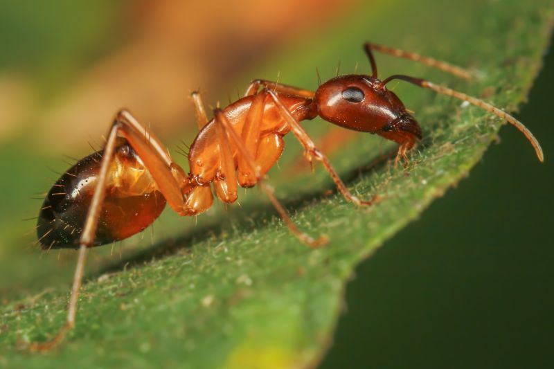 Seasonal Ant Activity And When To Schedule Pest Control Service
