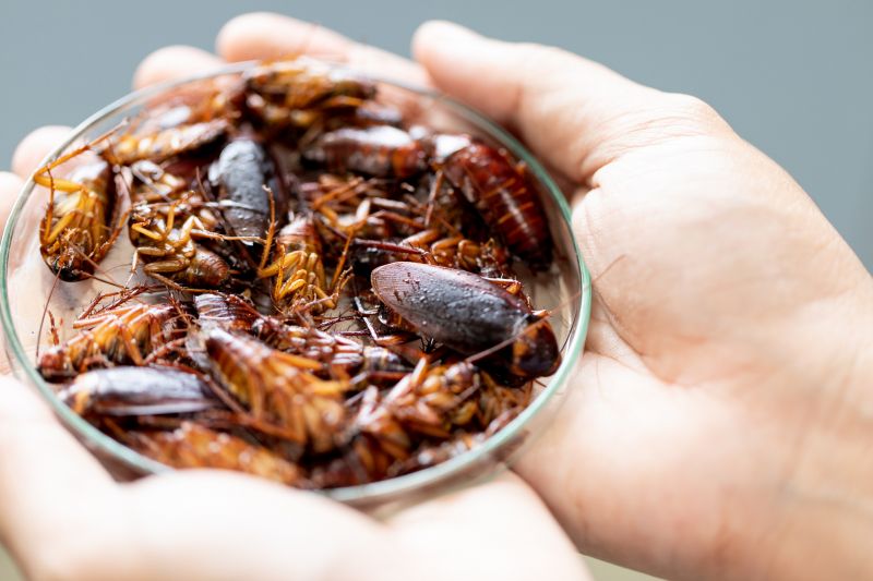 Signs You Have A Roach Infestation In Your Home Or Business