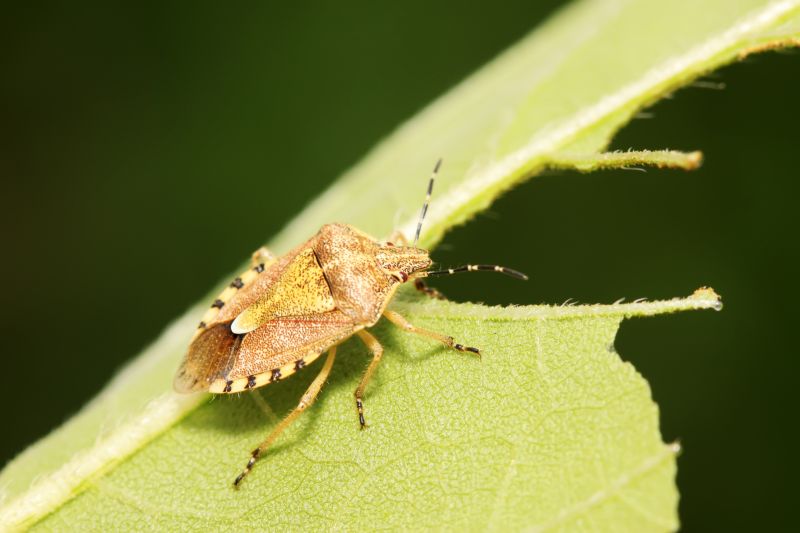 Why Stinkbugs Invade Homes And Buildings